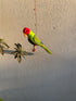 Plum Headed Parakeet - Stuffed bird decor hanging