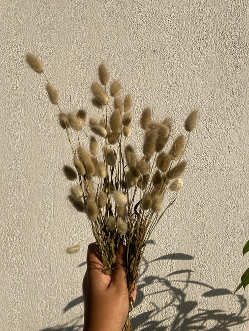 Bunny tails - Minimal natural dry grass home decor