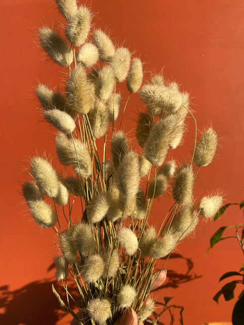 Bunny tails - Minimal natural dry grass home decor