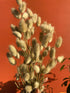 Bunny tails - Minimal natural dry grass home decor